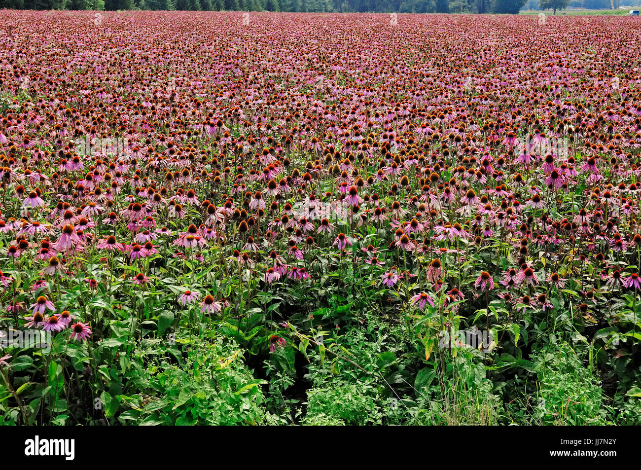 Domaine de l'échinacée, Rhénanie du Nord-Westphalie, Allemagne / (Echinacea purpurea, Rudbeckia purpurea) | Feld mit Purpursonnenhut Banque D'Images
