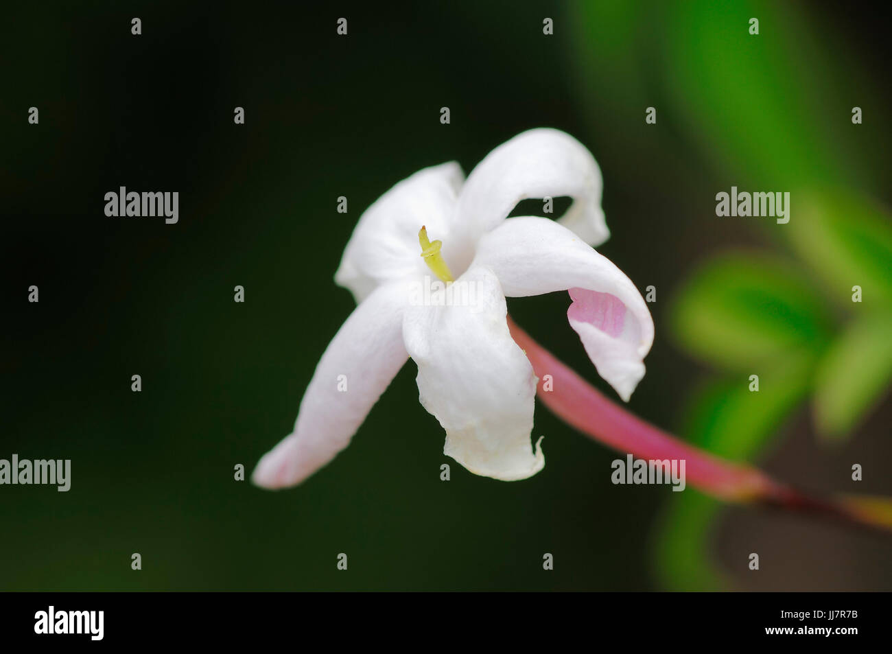 (Jasminum polyanthum / Jasmine) | Jasmin (Jasminum polyanthum /) Banque D'Images