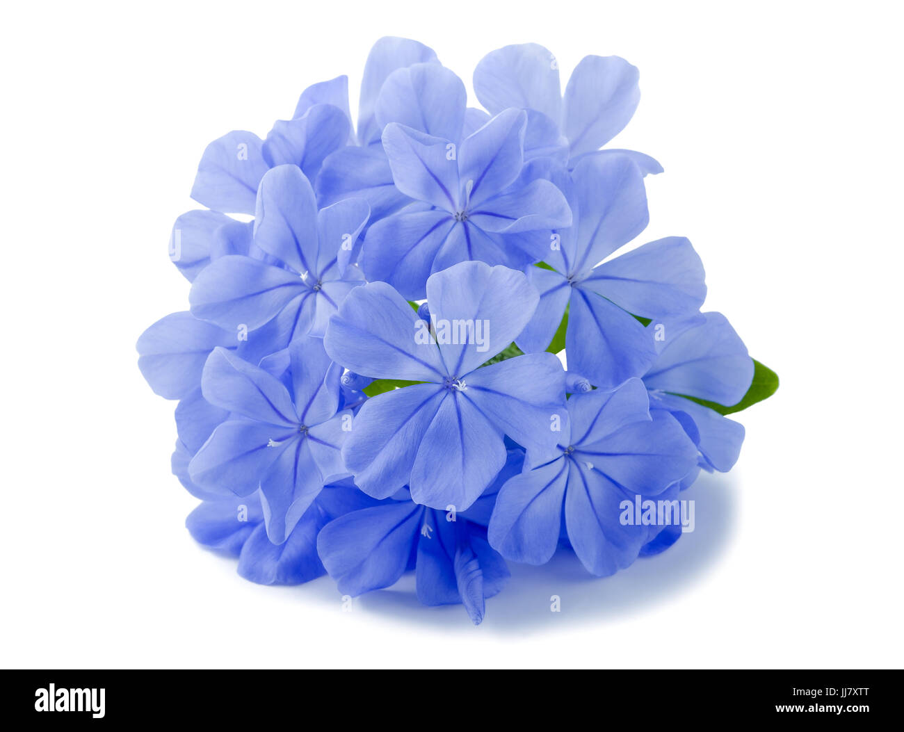Plumbago flowers isolated on white Banque D'Images Plumbago flowers isolated on white Banque D'Images