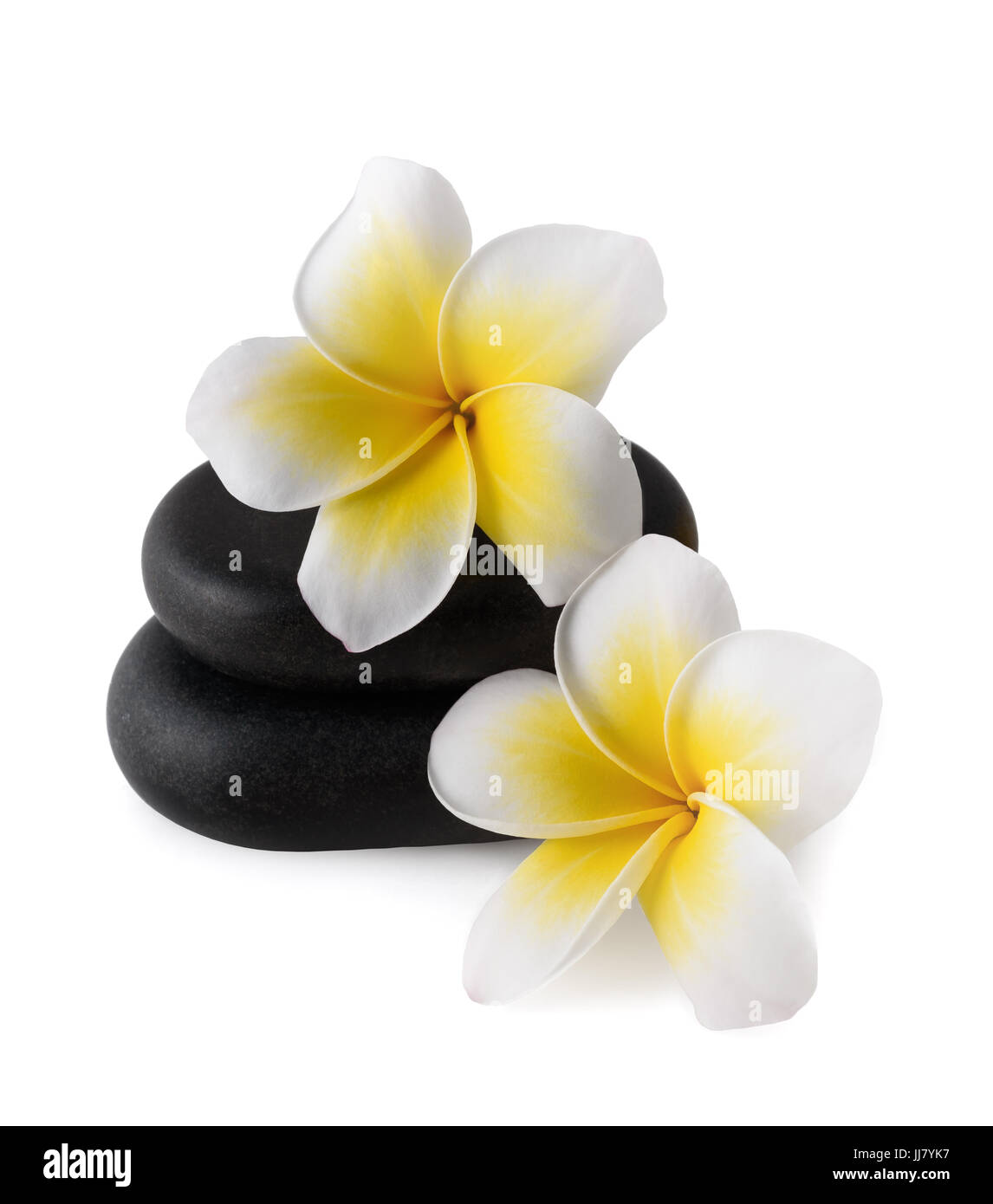 Fleurs de frangipanier sur zen pebbles isolated on white Banque D'Images
