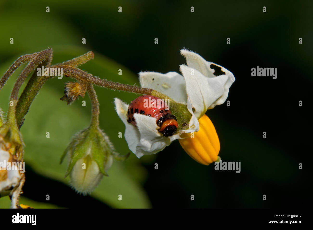 Larve de doryphore de la pomme de terre sur fleur de plant de pomme de terre Banque D'Images