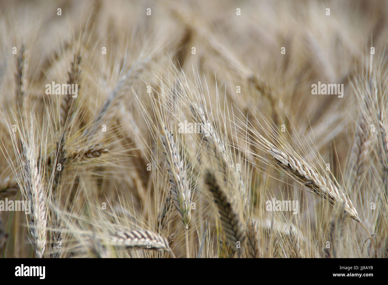 Champ d'or de prêts pour la récolte des grains à maturité Banque D'Images