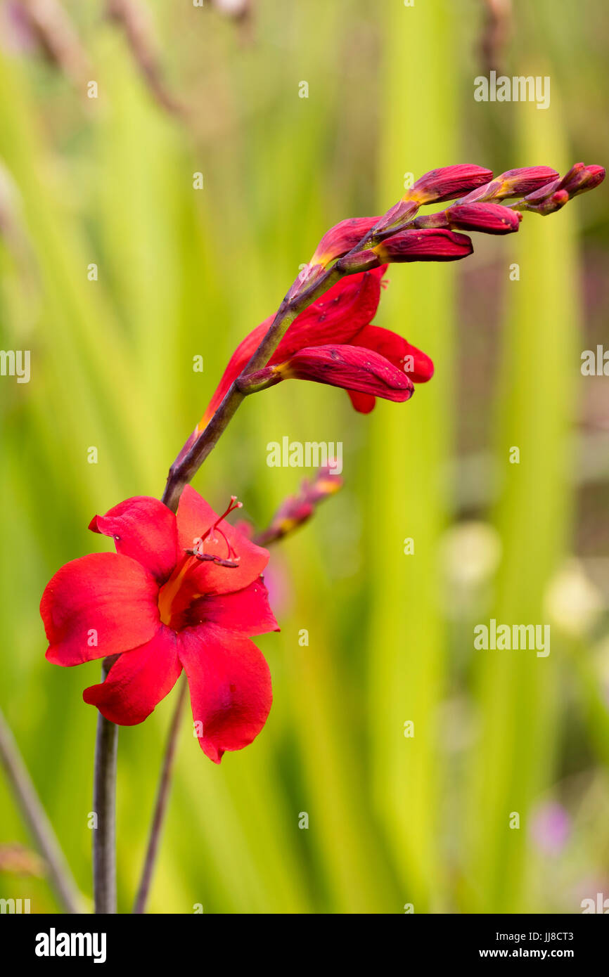 Seule fleur de l'été rouge profond Floraison corm, Crocosmia 'enfer' Banque D'Images