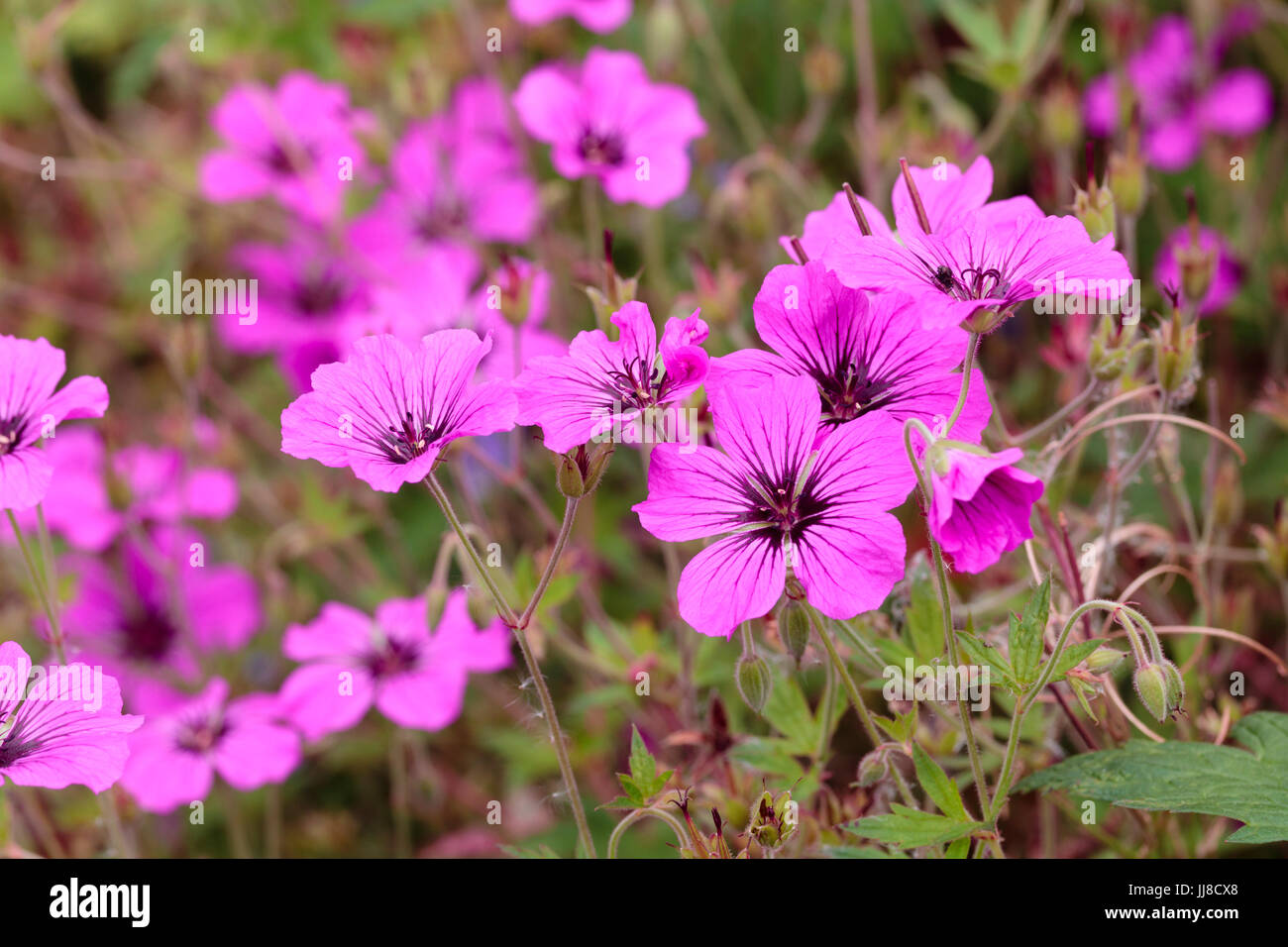 Fleurs rose vif de la floraison longue Geranium psilostemon, hybride stérile Geranium 'Patricia' Banque D'Images