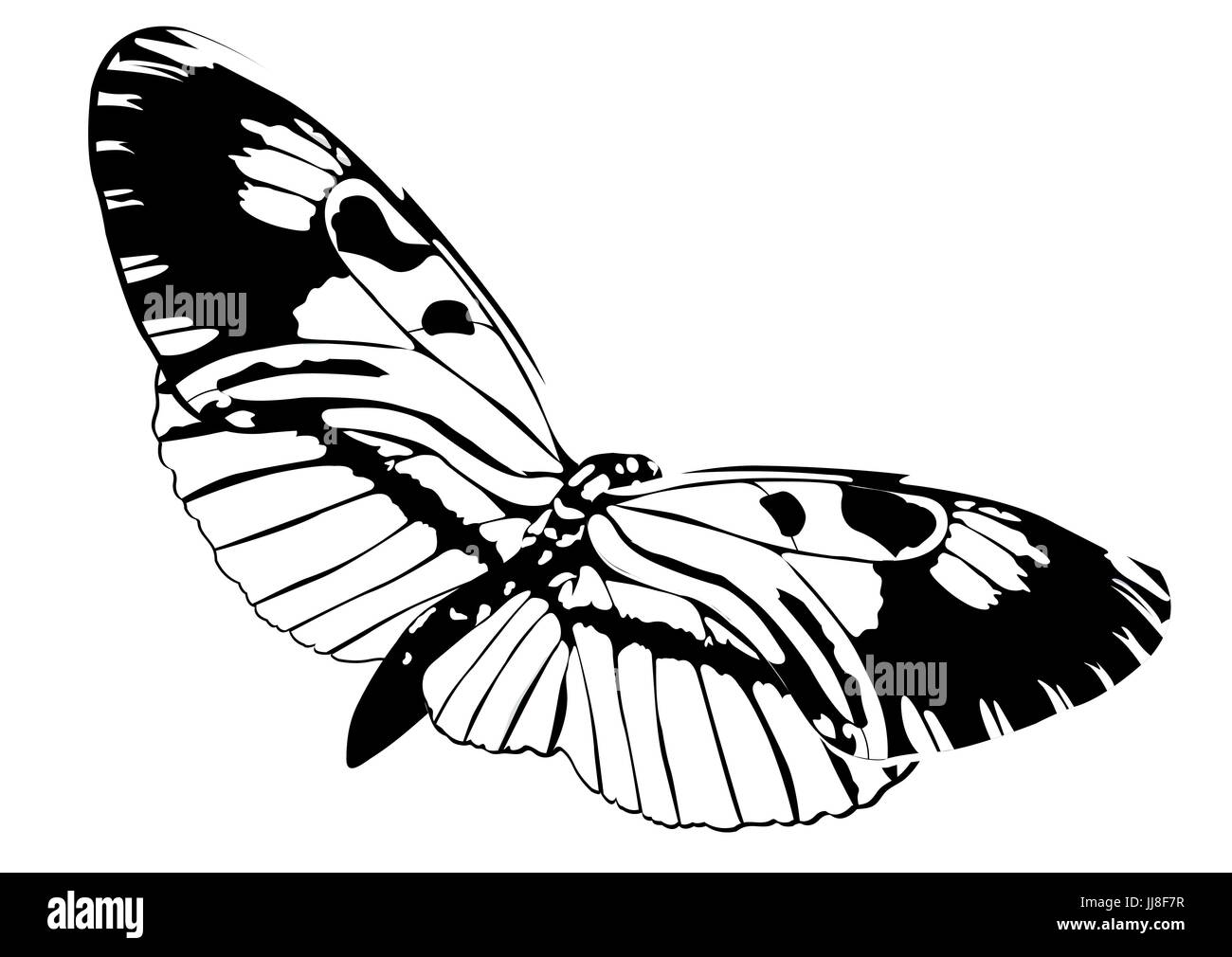 Papillon noir et blanc isolé sur fond blanc, insecte vecteur, illustration monochrome, livre de coloriage, bannière, carte de visite, affiche, flyer Illustration de Vecteur