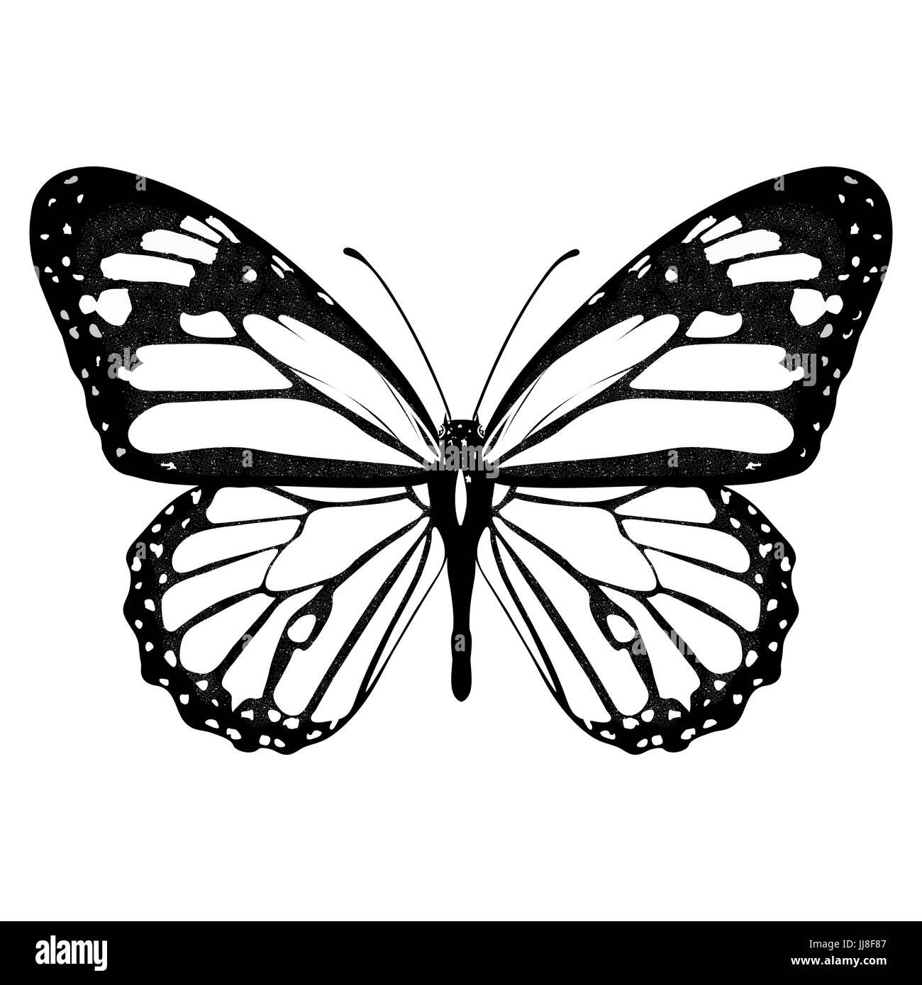 Papillon noir et blanc, vue de dessus, isolé sur fond blanc, insecte vecteur, illustration monochrome, livre de coloriage, bannière, carte de visite, affiche, Illustration de Vecteur