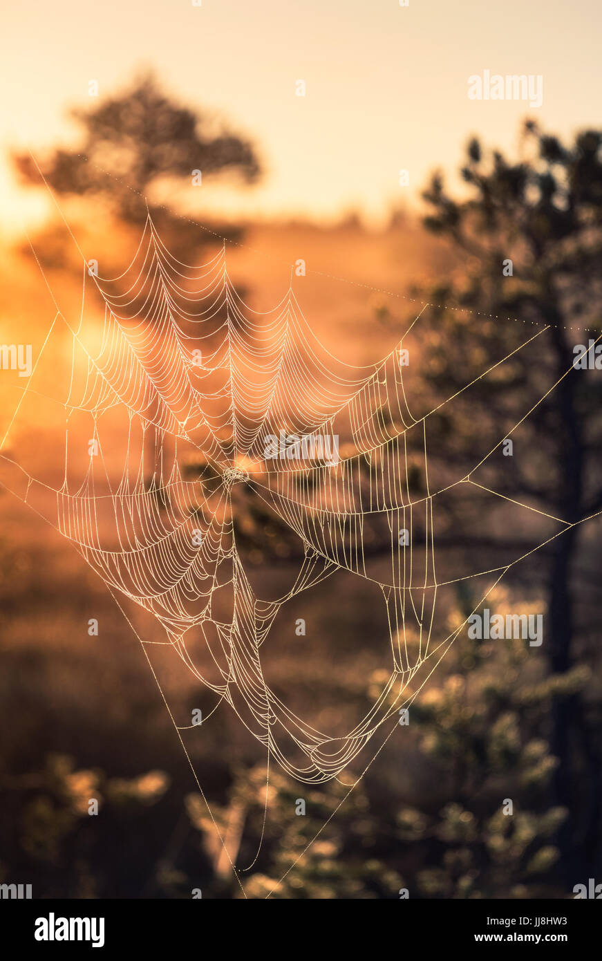Close-up de Spider web à nuit d'été à Parc National de Finlande, Torronsuo Banque D'Images