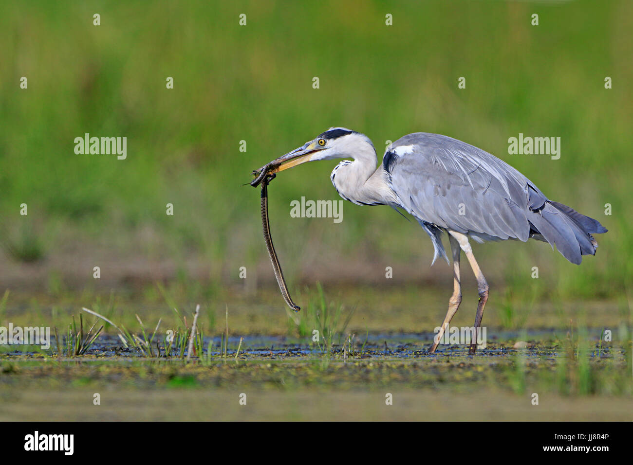 Héron cendré mangeant une couleuvre dans le Delta du Danube Roumanie Banque D'Images