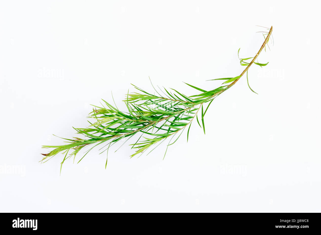 L'arbre à thé australien, twig / (melaleuca alternifolia) | Teebaum Australischer, Zweig / (melaleuca alternifolia) Banque D'Images