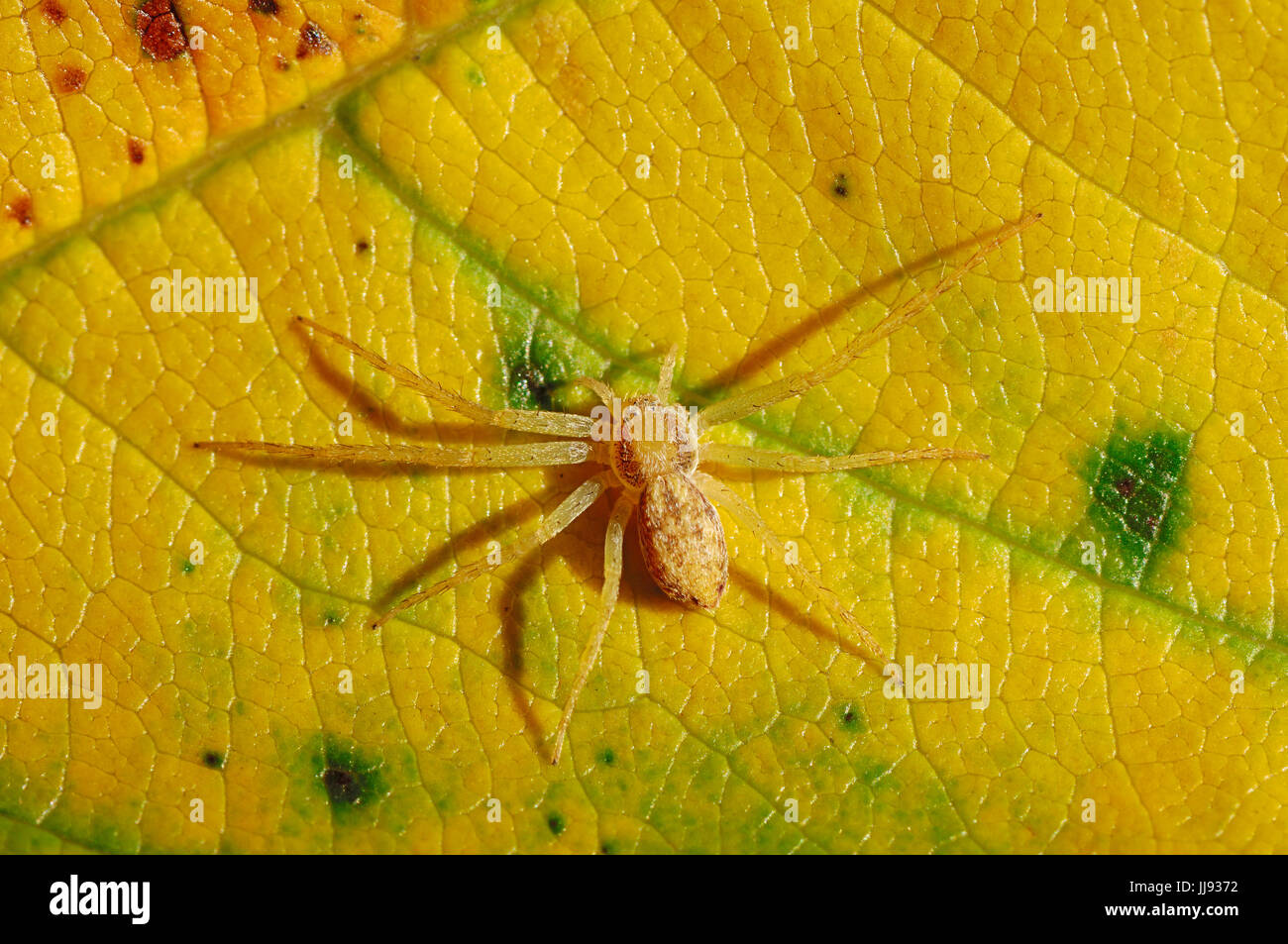 Araignée Crabe errant, femme sur le limbe à l'automne, en Rhénanie du Nord-Westphalie, Allemagne / (Philodromus aureolus) Goldgelber Flachstrecker, weiblich | Banque D'Images