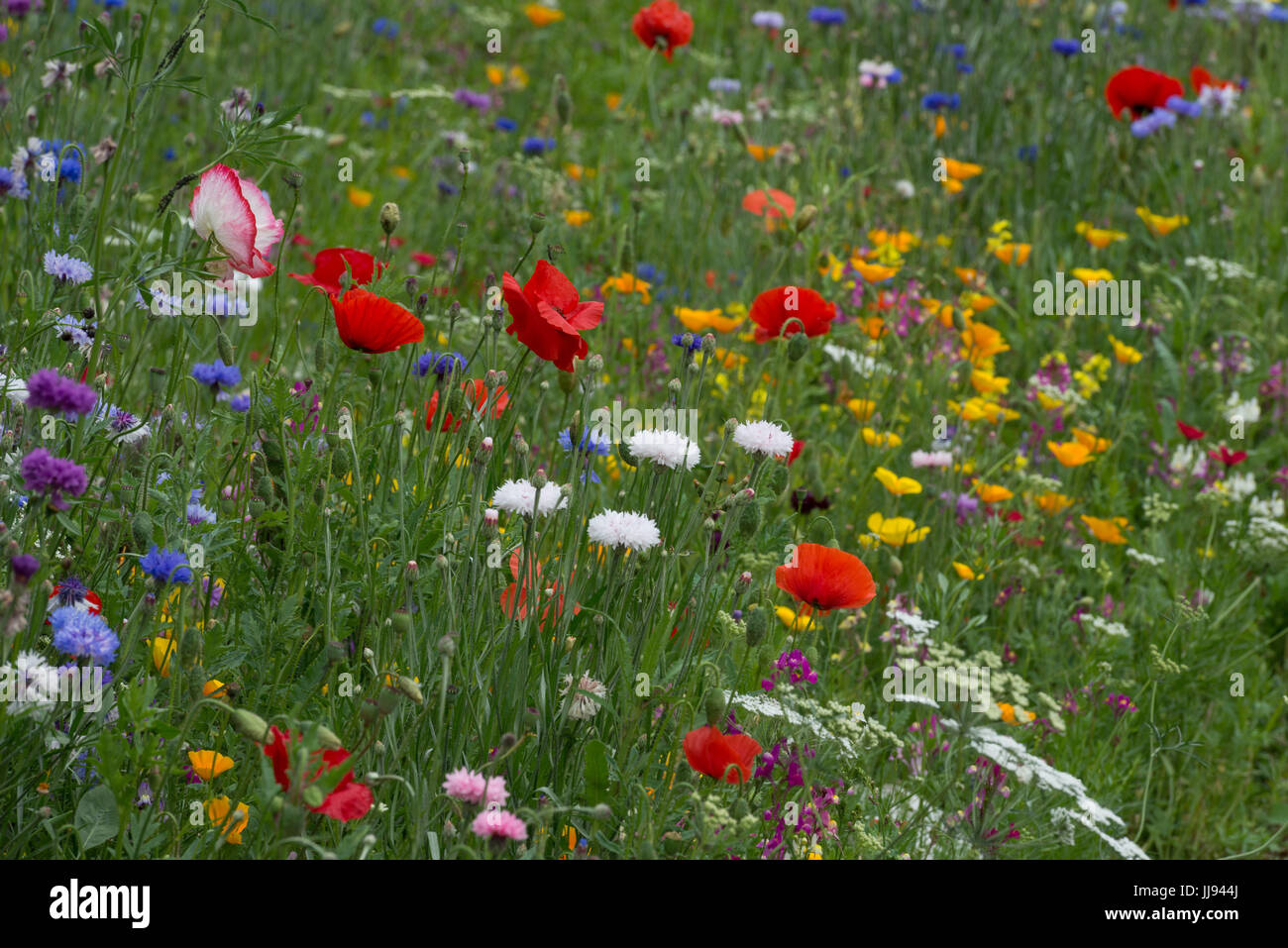 Coquelicots dans un anglais Summer Meadow Banque D'Images