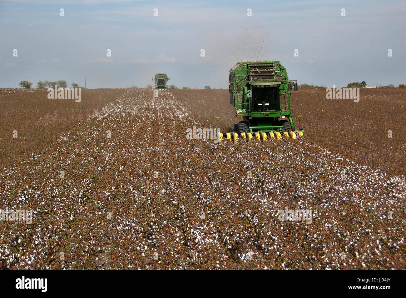 Choisir le coton au Texas 21 siècle Banque D'Images