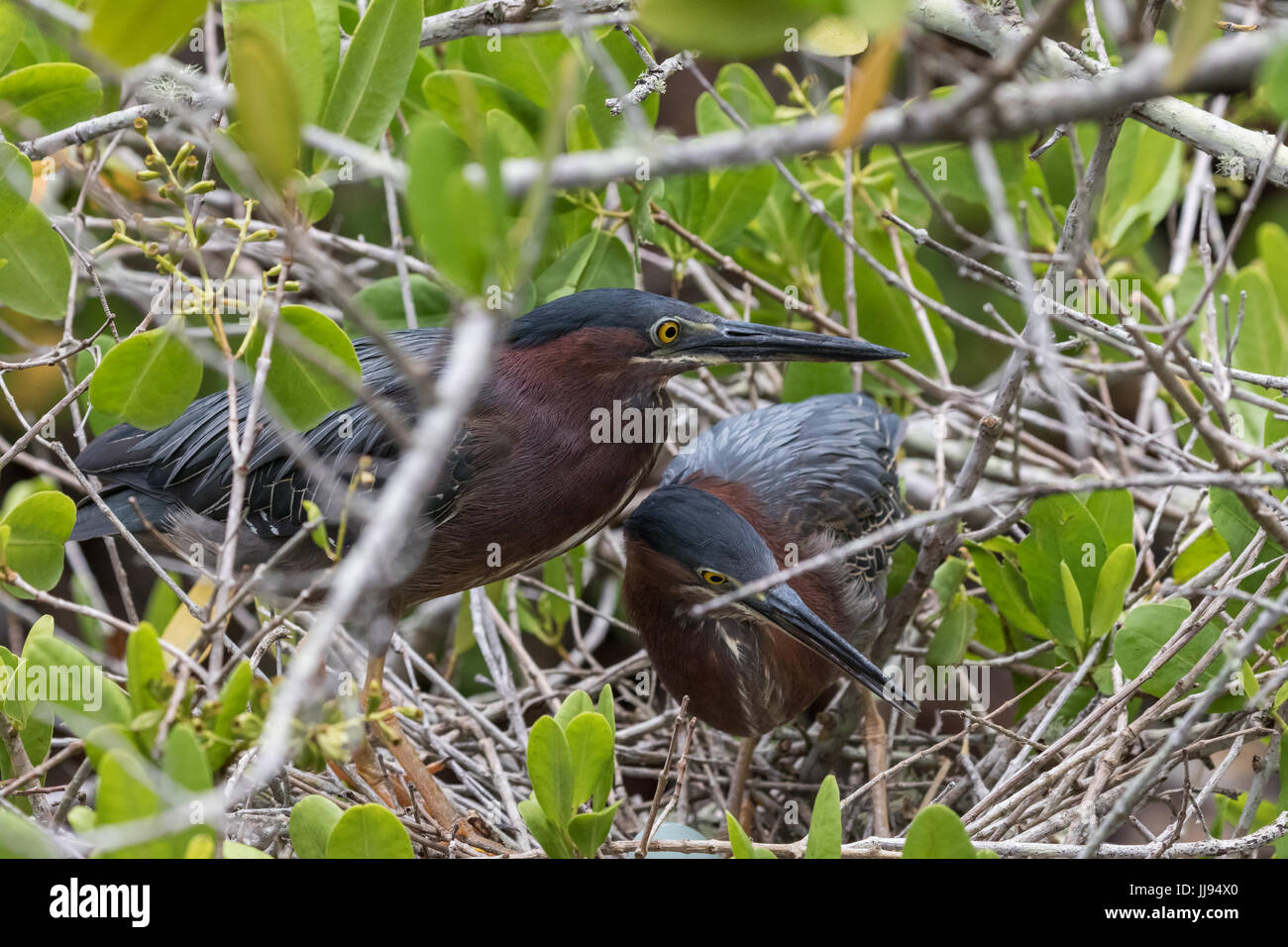 Le héron vert (Butorides virescens) dans le nid avec des Œufs, de J.N. ''Ding'' Darling National Wildlife Refuge, Sanibel Island, Floride, USA Banque D'Images