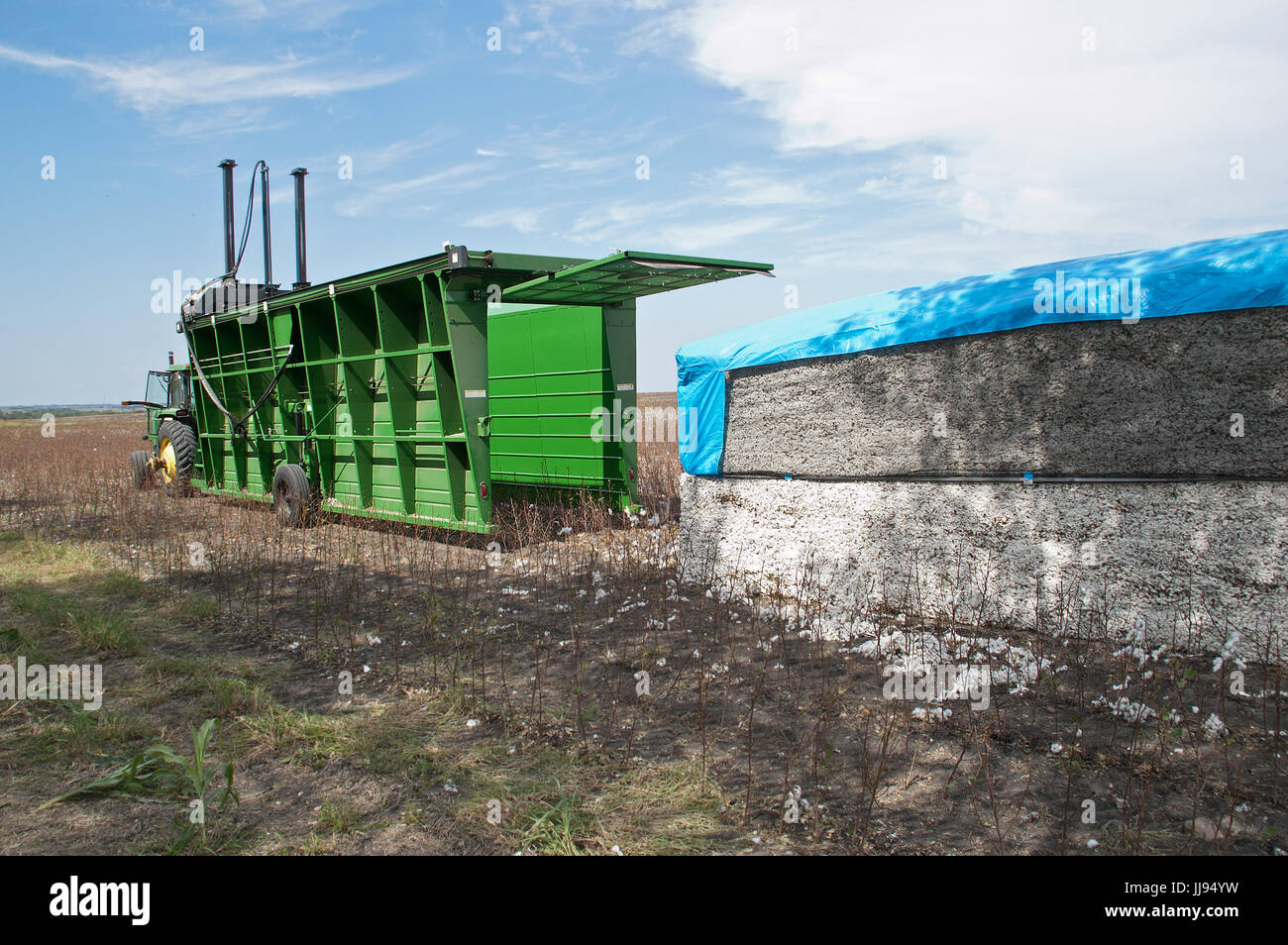 Choisir le coton au Texas 21 siècle Banque D'Images