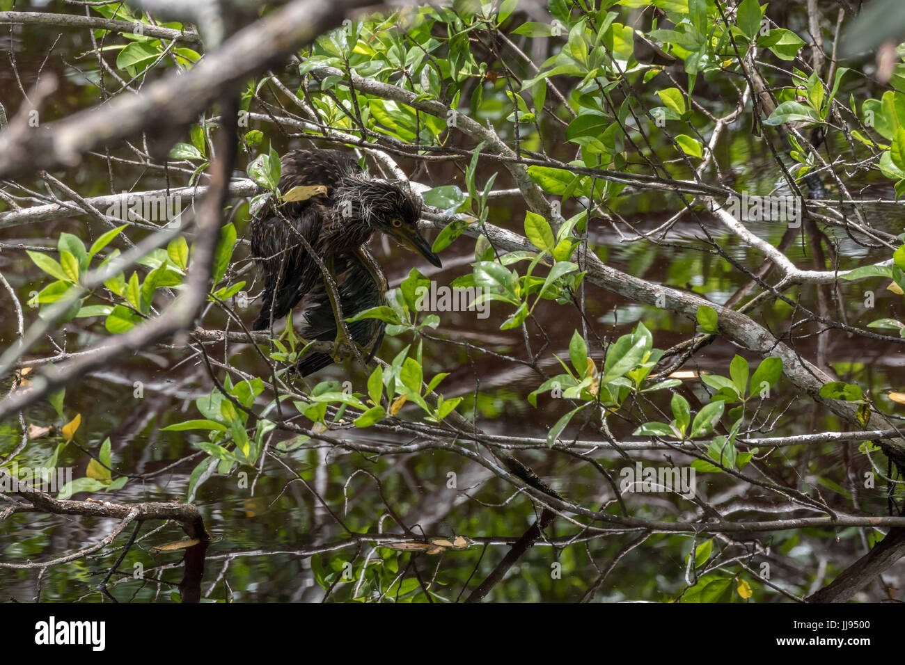 Juvenile héron vert (Butorides virescens), J.N. ''Ding'' Darling National Wildlife Refuge, Sanibel Island, Floride, USA Banque D'Images