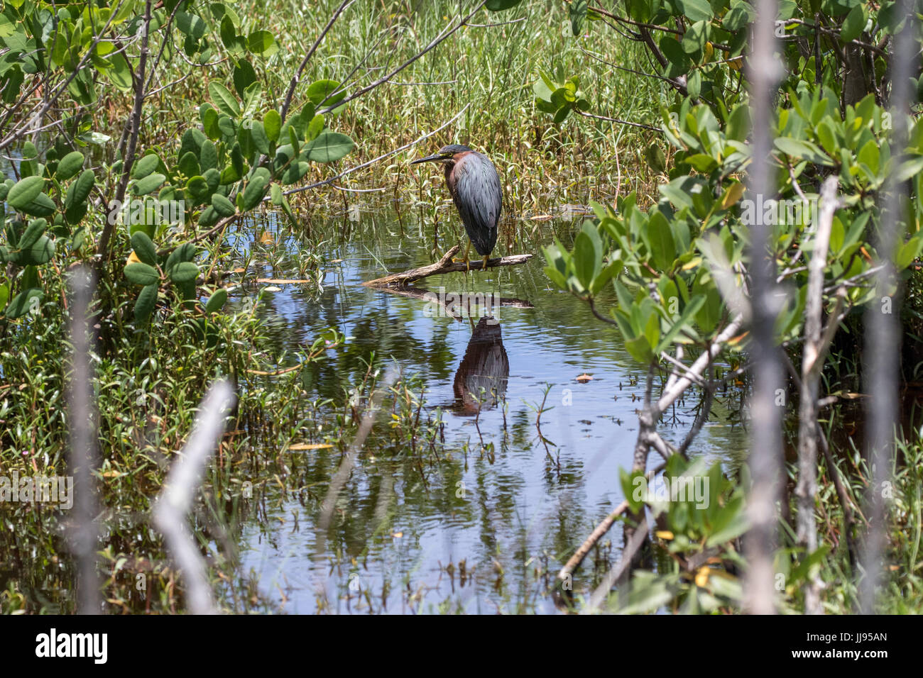 Le héron vert (Butorides virescens), J.N. ''Ding'' Darling National Wildlife Refuge, Sanibel Island, Floride, USA Banque D'Images