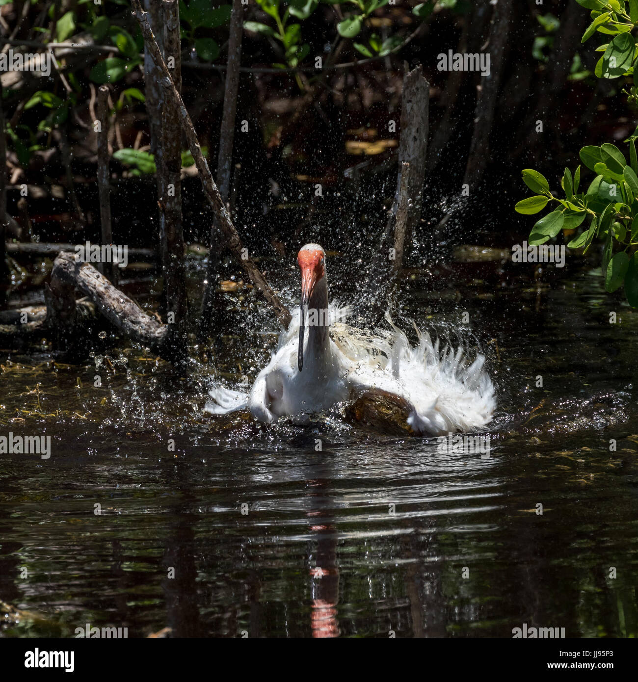 Ibis blanc (Eudocimus albus), baignade, J.N. ''Ding'' Darling National Wildlife Refuge, Sanibel Island, Floride, USA Banque D'Images