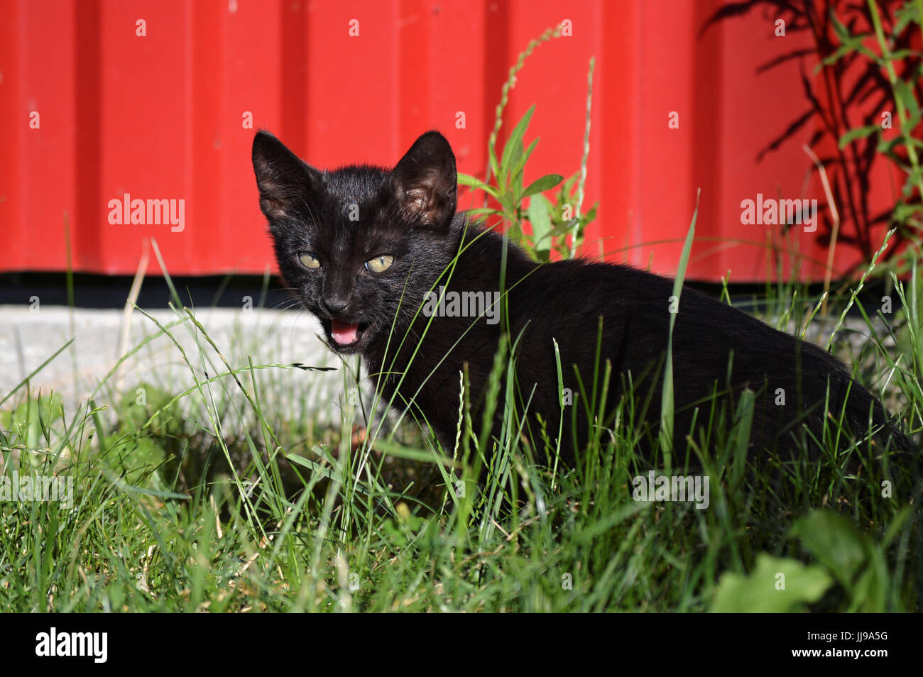 Chaton noir dans l'herbe contre une clôture rouge Banque D'Images