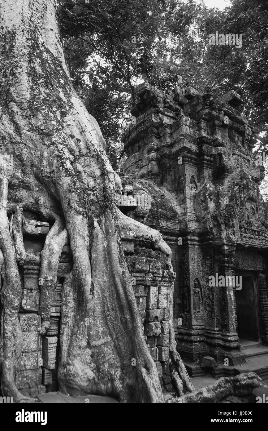 Détail de pierre sculptée et de racine d'arbre, cour intérieure, Ta Prohm, Angkor, Siem Reap, Cambodge: Version noir et blanc Banque D'Images