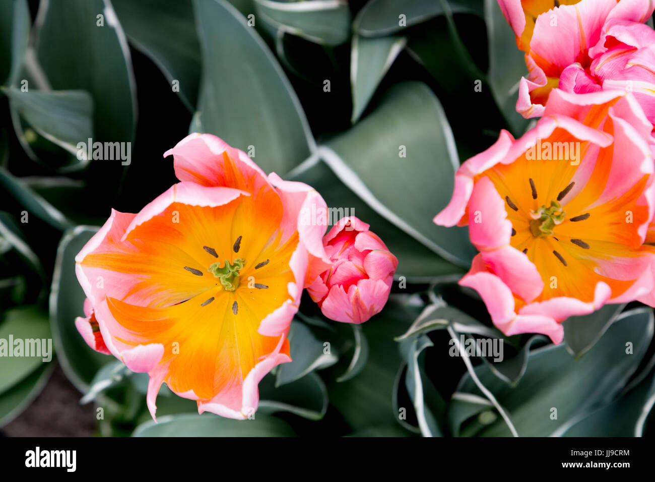 Les tulipes à Keukenhof aux Pays-Bas (jolie princesse) Banque D'Images
