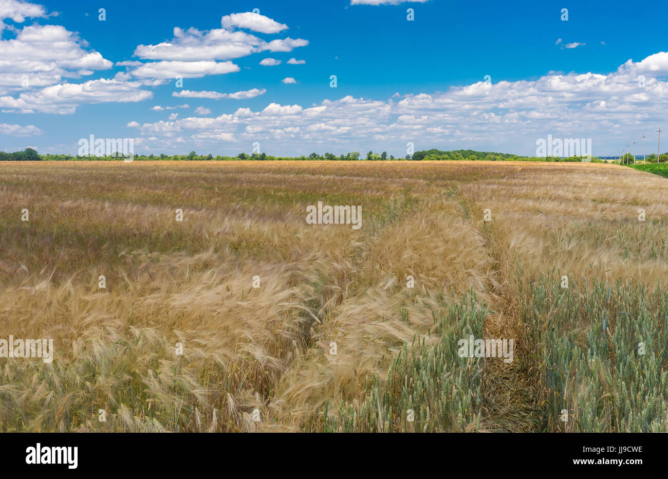 Paysage d'été avec blue cloudy sky, champ de blé vert et la voie à l'intérieur, centre de l'Ukraine Banque D'Images