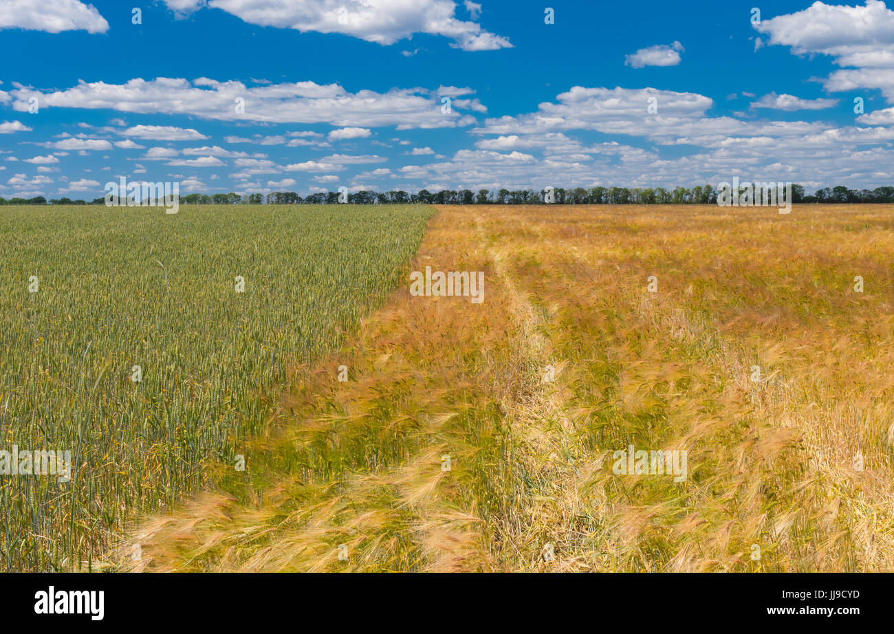 Paysage d'été avec différents type de champs de blé à côté de l'autre, centre de l'Ukraine Banque D'Images