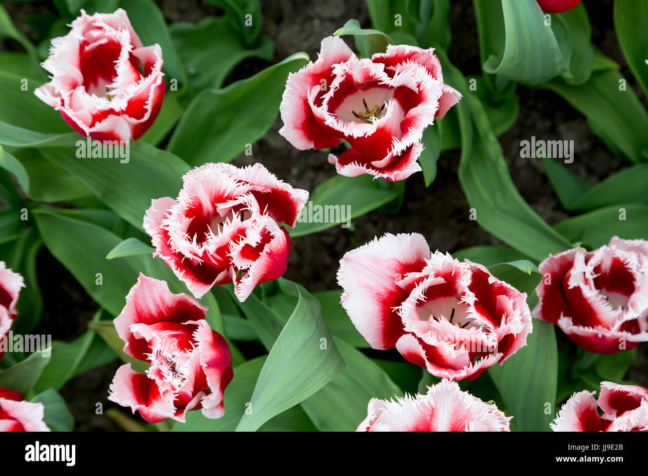 Tulipa Canasta (groupe) à la frange de Keukenhof Pays-Bas Banque D'Images