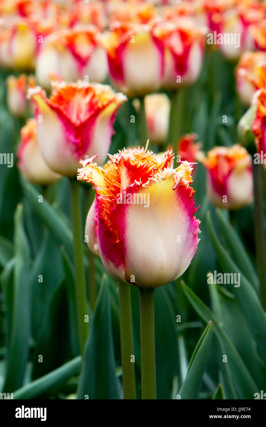 Dentelle frange tulipes à Keukenhof en Pays-Bas Banque D'Images