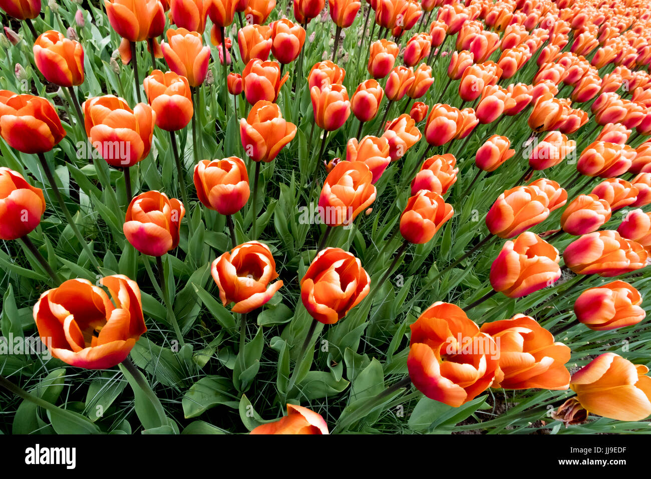 Les tulipes à Keukenhof aux Pays-Bas (sucre brun) Banque D'Images