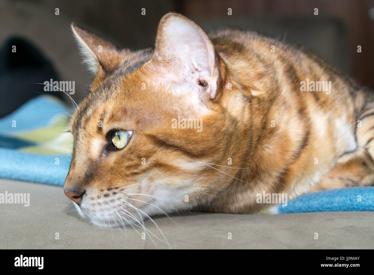 Méditer Bengal chat regarde en arrière Banque D'Images