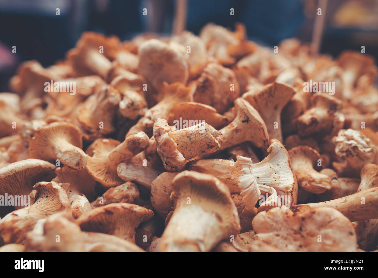 Close up photo de champignons forestiers boletus Banque D'Images