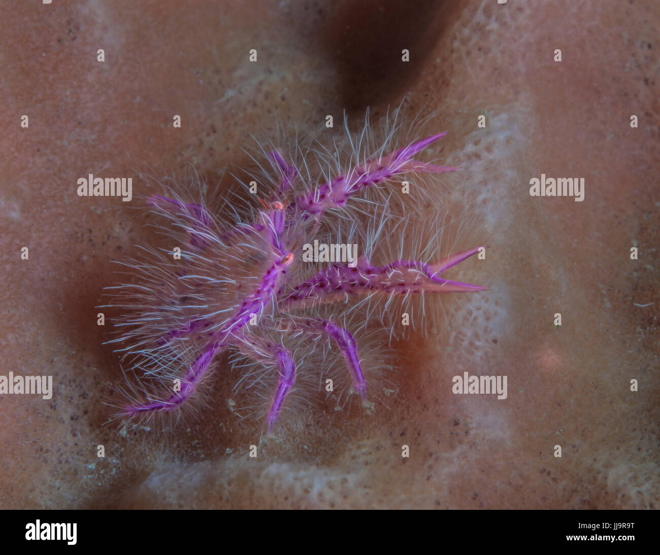 L'accroupissement velu (homard) Lauriea siagiani imagées dans son fourreau résident d'une éponge. Détroit de Lembeh (Indonésie). Banque D'Images