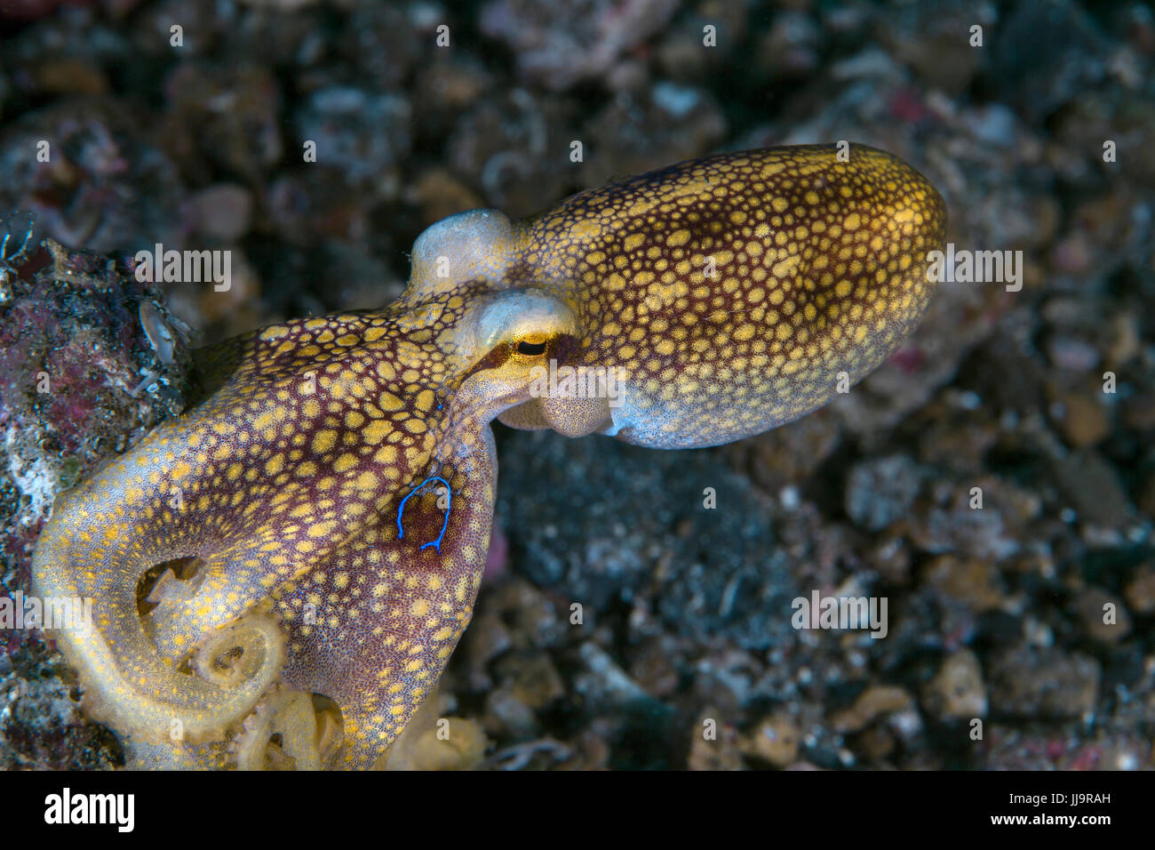 Octopus ocellate hautement venimeux, montre son anneau bleu bioluminescente. Banque D'Images