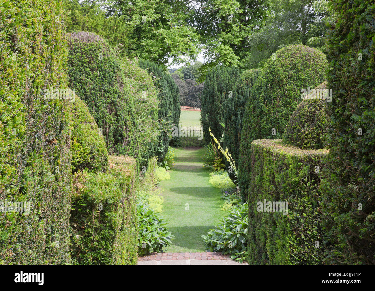 Sentier pédestre à travers un mur de haie verte taillée dans un jardin topiaire . Banque D'Images