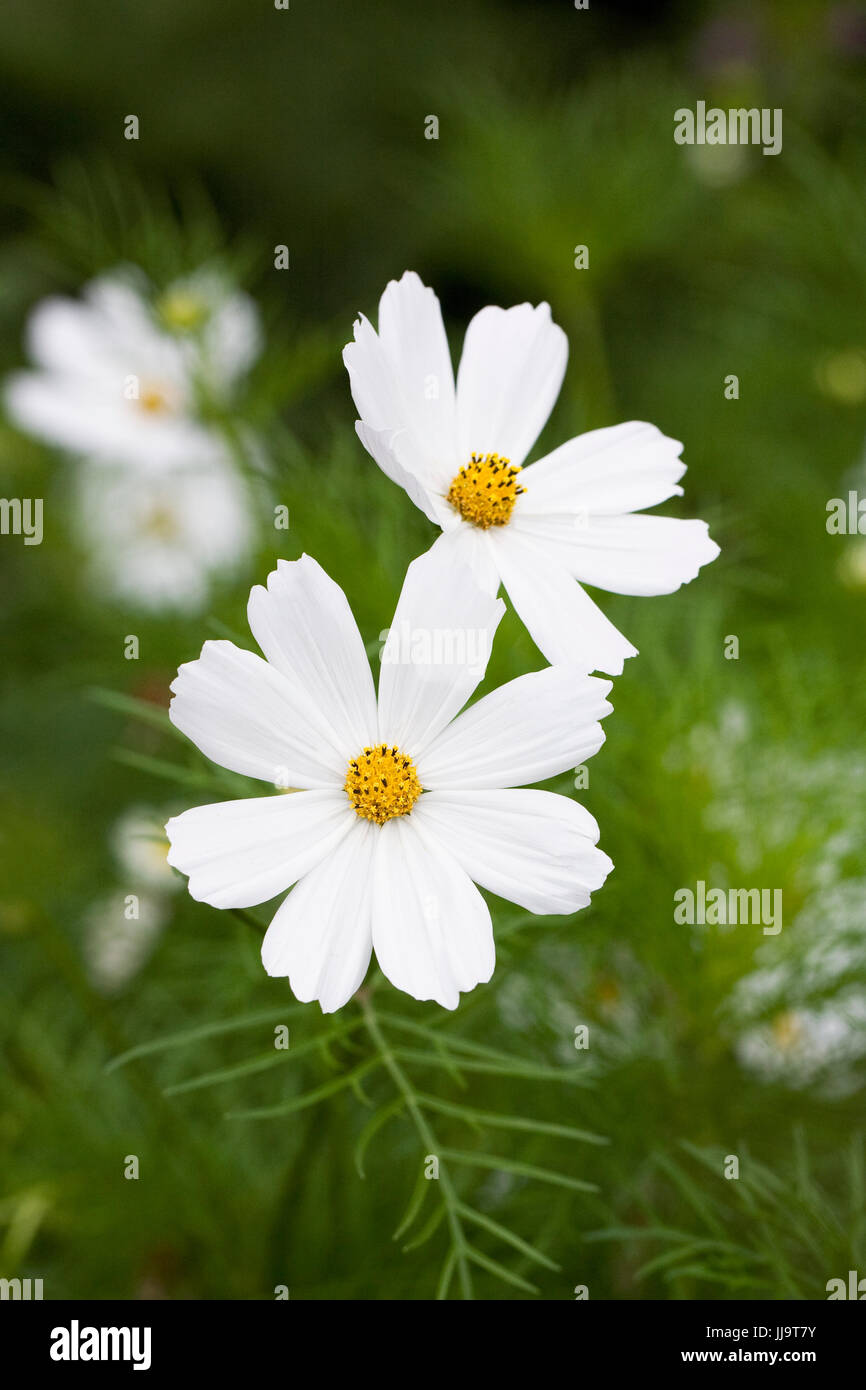 Cosmos bipinnatus 'pureté' fleurs. Banque D'Images