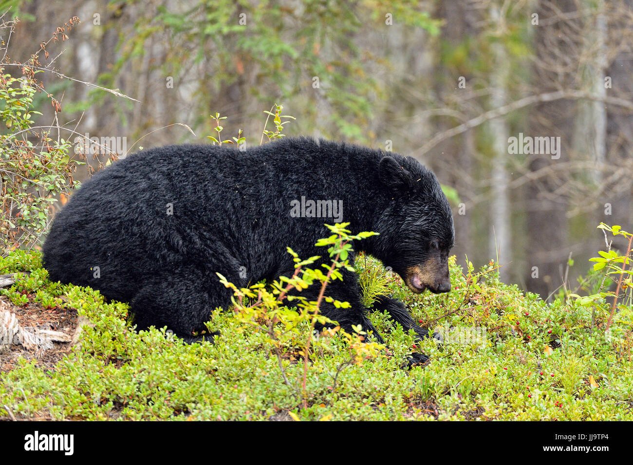 Ours noir (Ursus americanus) en quête de patch de canneberges, le parc national Wood Buffalo, Alberta, Canada Banque D'Images