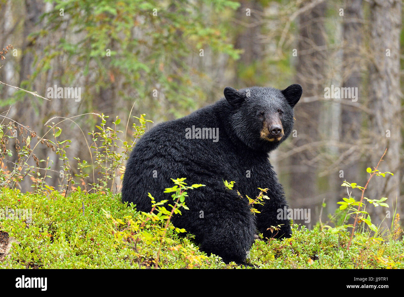 Ours noir (Ursus americanus) en quête de patch de canneberges, le parc national Wood Buffalo, Alberta, Canada Banque D'Images