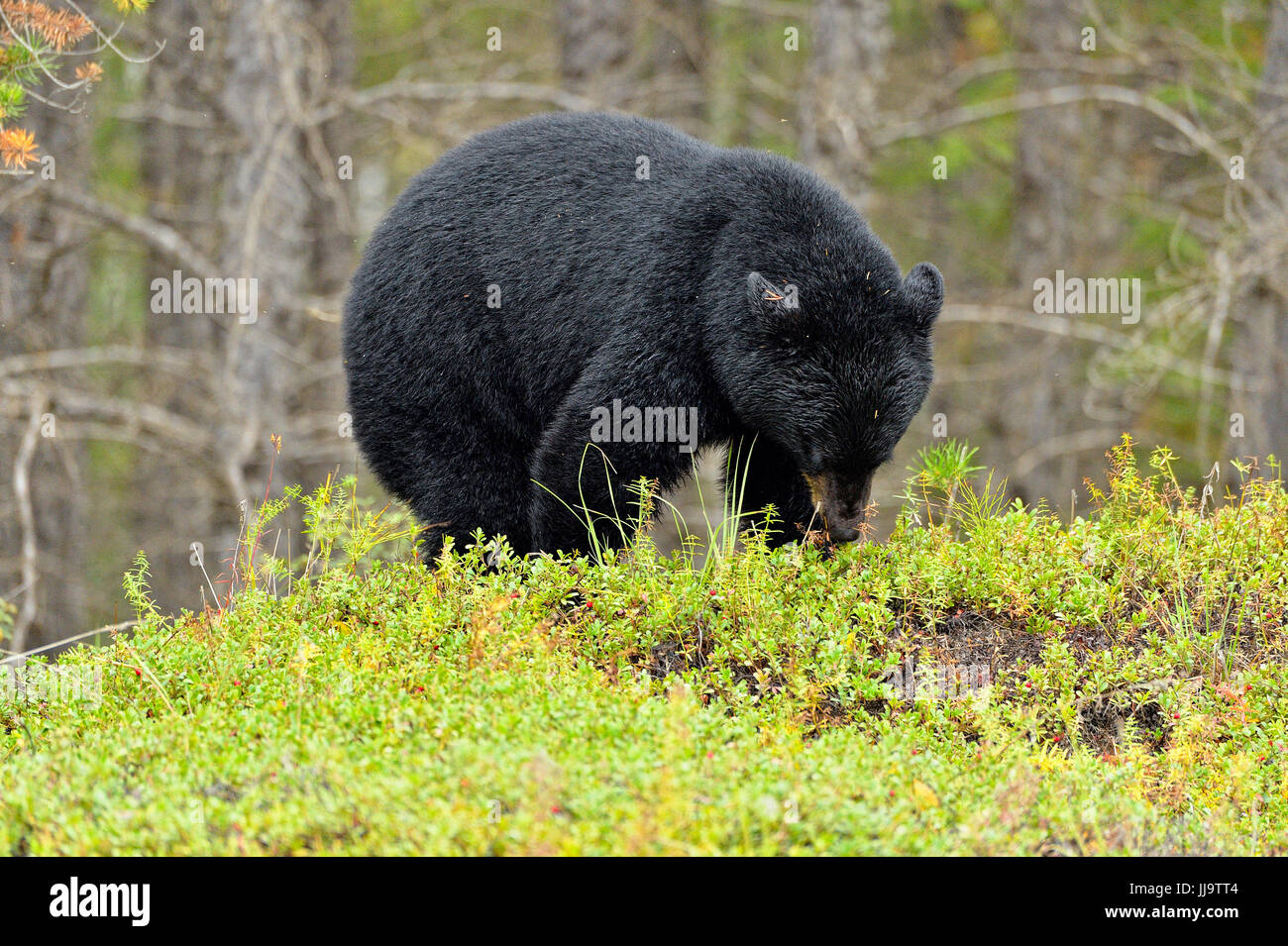 Ours noir (Ursus americanus) en quête de patch de canneberges, le parc national Wood Buffalo, Alberta, Canada Banque D'Images