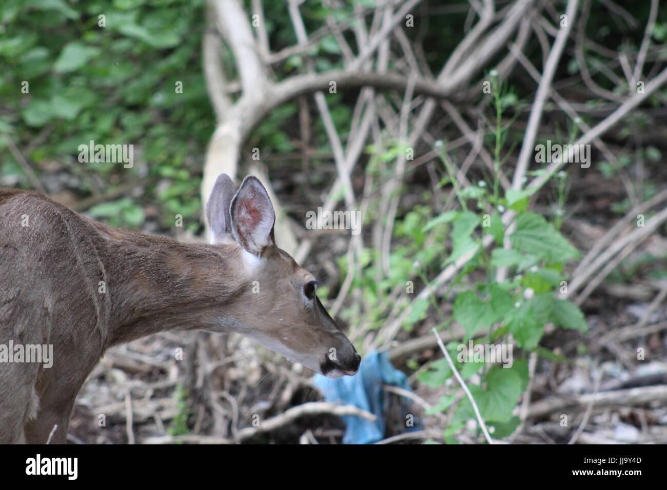 Cerf de Virginie en Amérique du Nord dans le Nord de l'Ohio Banque D'Images