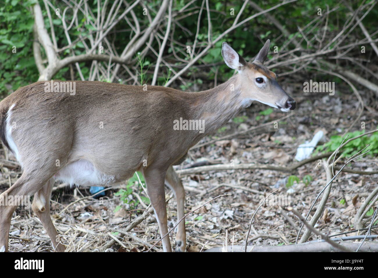 Cerf de Virginie en Amérique du Nord dans le Nord de l'Ohio Banque D'Images