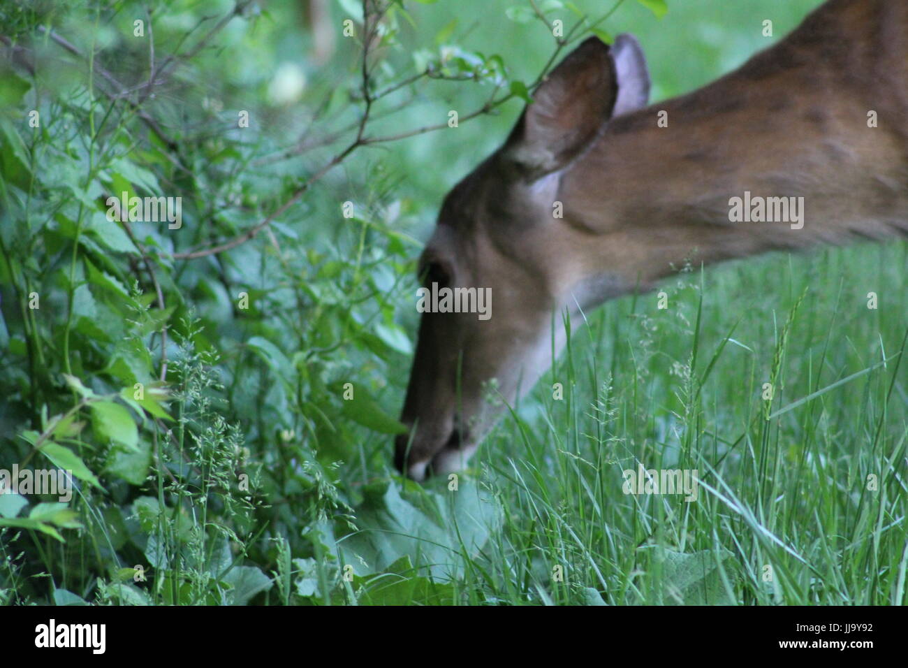 Cerf de Virginie en Amérique du Nord dans le Nord de l'Ohio Banque D'Images