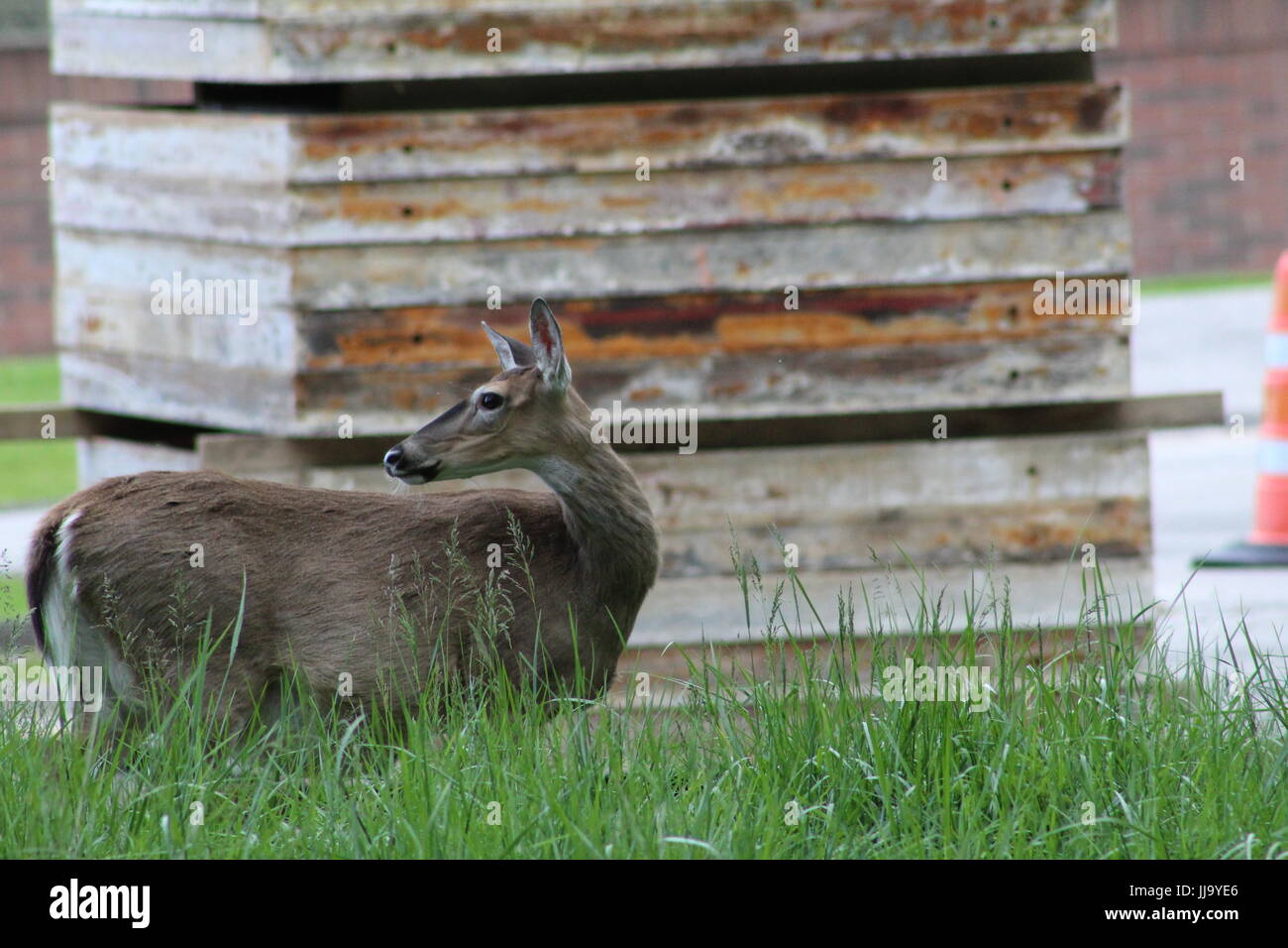 Cerf de Virginie en Amérique du Nord dans le Nord de l'Ohio Banque D'Images