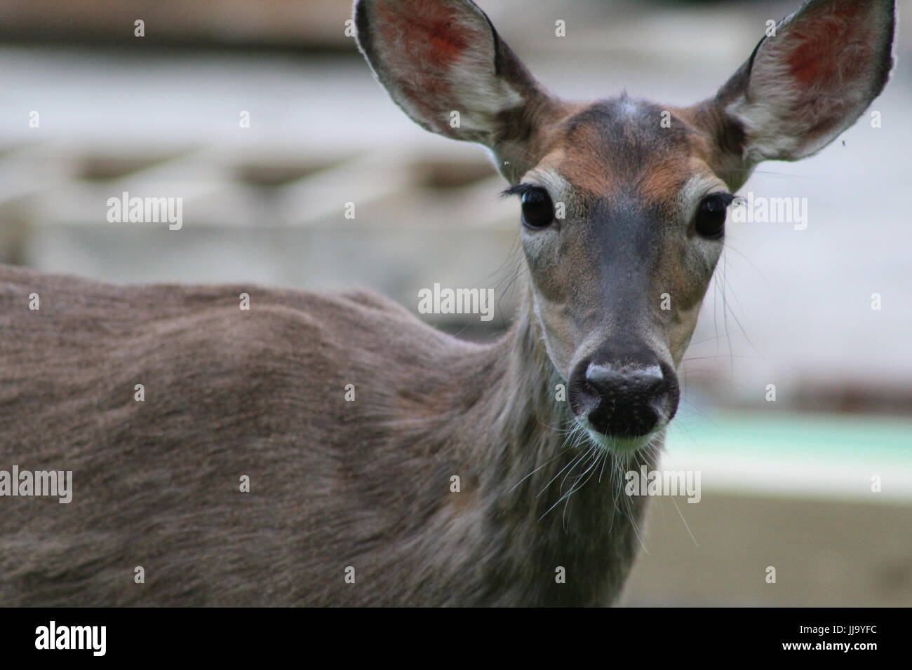 Cerf de Virginie en Amérique du Nord dans le Nord de l'Ohio Banque D'Images