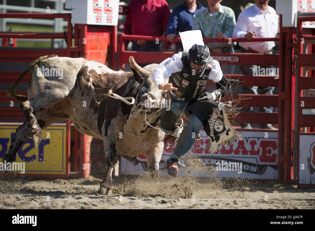 Cloverdale Rodeo bareback bull riding la concurrence. Banque D'Images