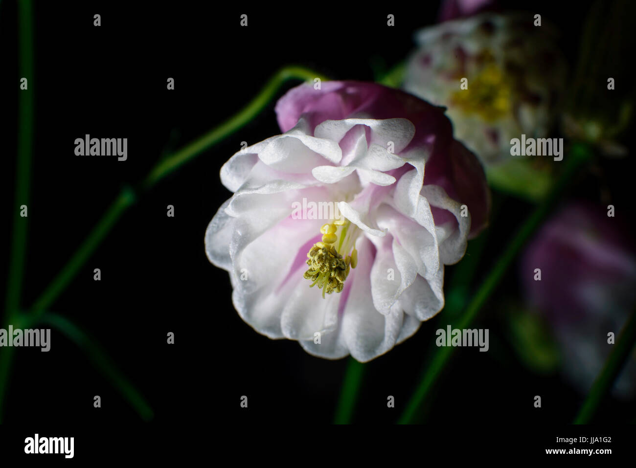 Portrait de violette blanche Aquilegia caerulea Fleurs Banque D'Images