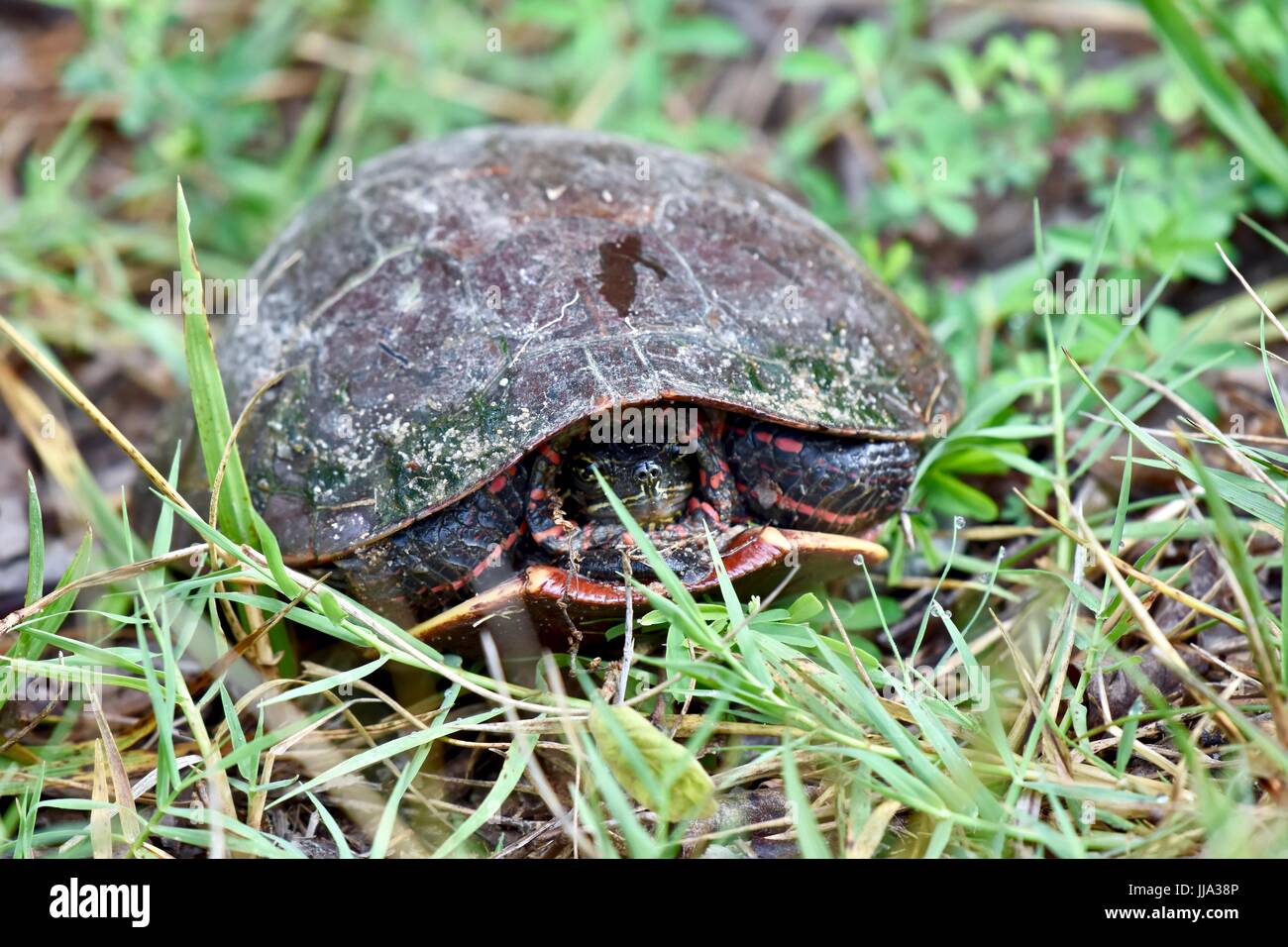 La tortue peinte (Chrysemys picta) Banque D'Images