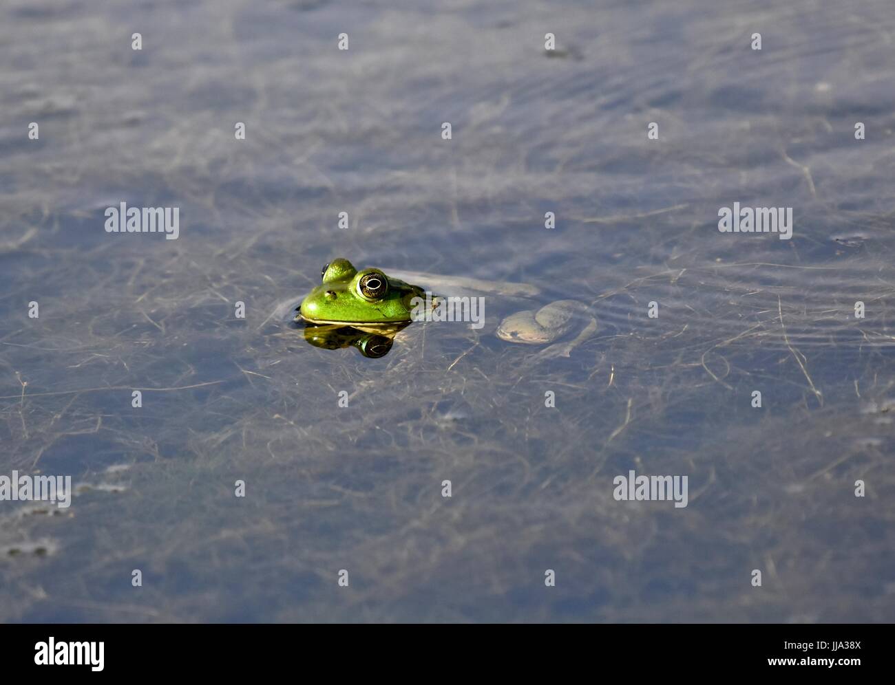 (Lithobates catesbeianus grenouille taureau américain) Banque D'Images