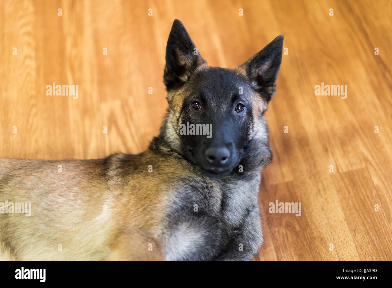 Chiot Malinois Banque D Image Et Photos Alamy