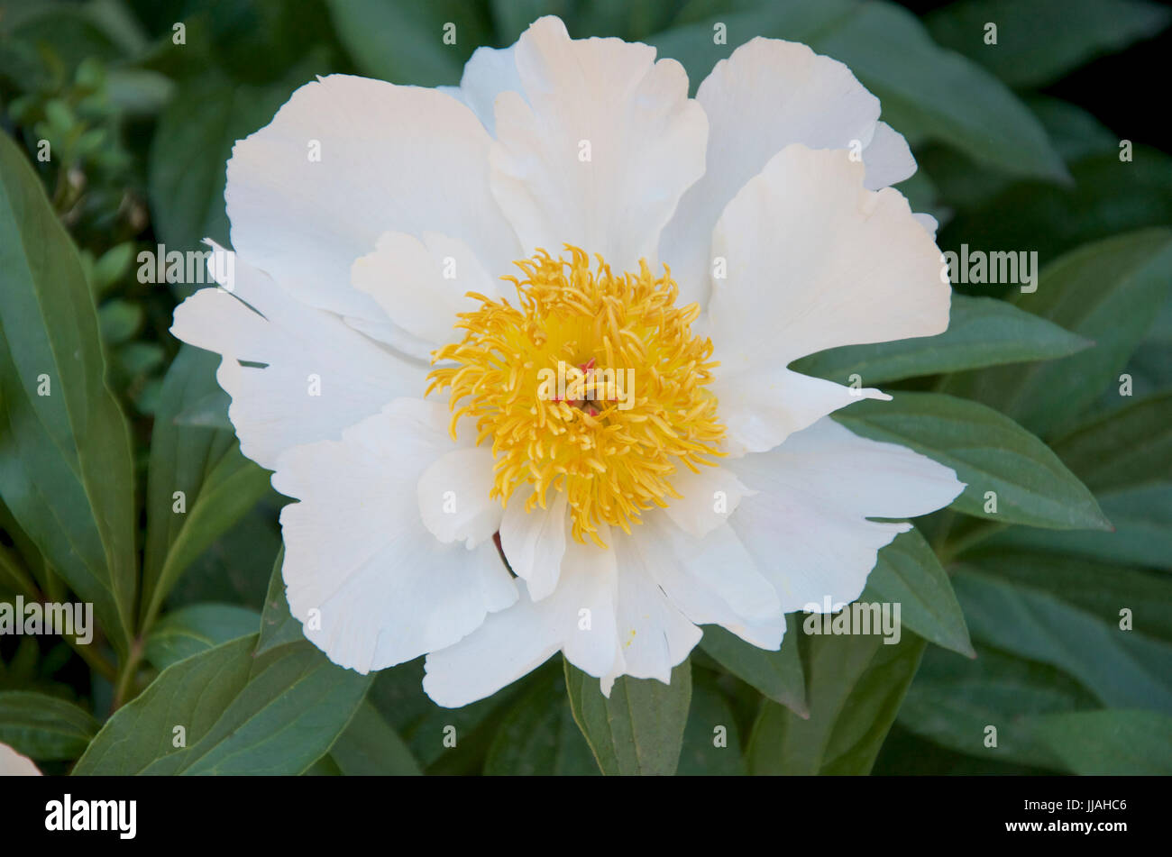 Seule pivoine blanche -Paeonia 'Krinkled White' Banque D'Images