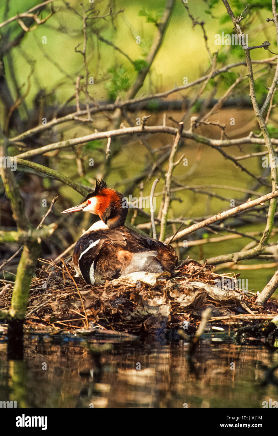 Des profils grèbe huppé (Podiceps cristatus), assis, sur son nid avec des oeufs, Regent's Park, London, Royaume-Uni, Iles britanniques Banque D'Images